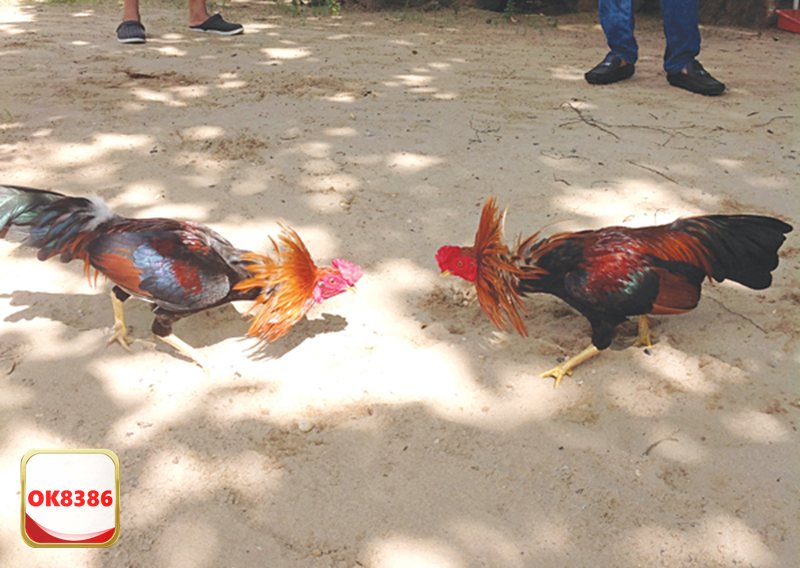 Đá Gà OK8386 - Kèo Meron – lựa chọn “an toàn” cho tân thủ Đá Gà OK8386 - Kèo Meron – lựa chọn “an toàn” cho tân thủ