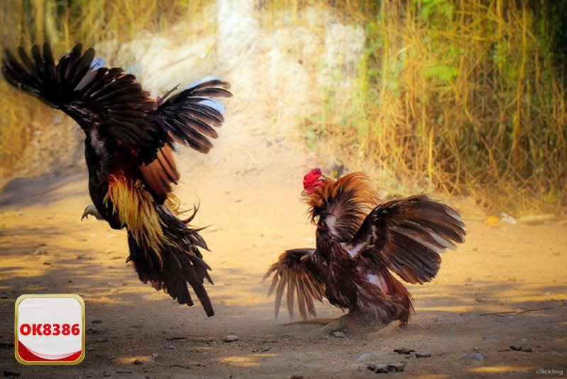 Đá Gà Cựa Sắt - Đặc trưng hình thức thi đấu cựa sắt